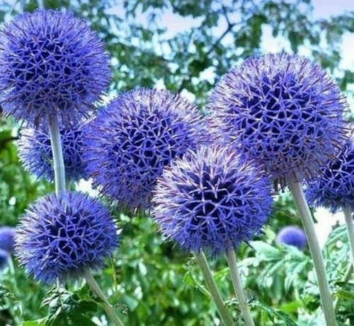 Seeds globe thistle ritro - globe,