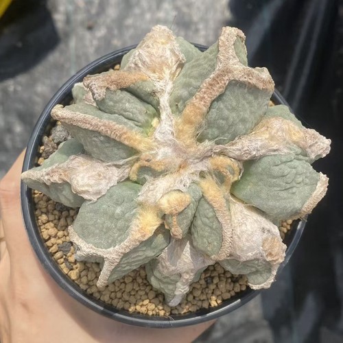 1pc 5cm ariocarpus - 1pc, 11.5cm