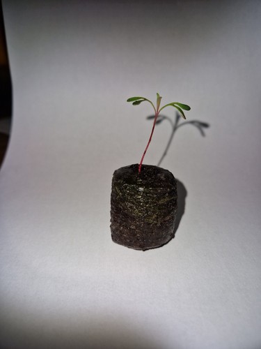 Eucalyptus silver princess - eucalyptus,