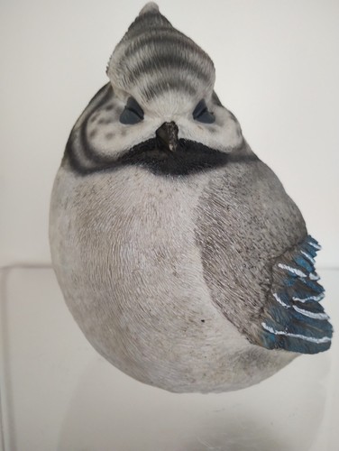 Large blue jay - bird, garden