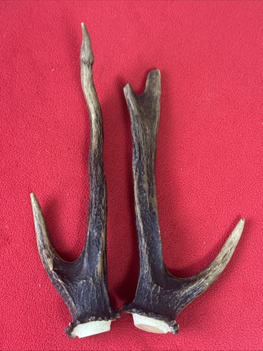 Pair fancy sika deer - pair,