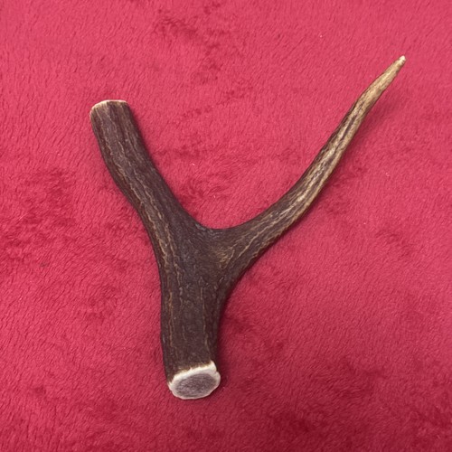 One piece deer antler y - of,