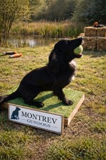 Dog Training Place