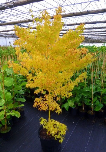 Acer palmatum hoo - palmatum, bi-hoo
