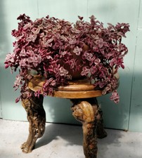 Crassula Marginalis 'Calico Kitten' variegated Succulent in 8cm pot