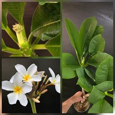 XXL Plumeria Rubra "Hawaiian