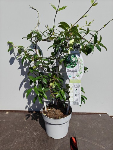 Climbing trachelospermum - trachelospermum, 3l
