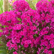 Phlox sweet summer wine - sweet,