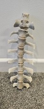 Natural Sheep Vertebrae Spine