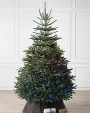 Balsam Hill - Nordmann - 7 FT with TWINKLY Lights RRP £1019
