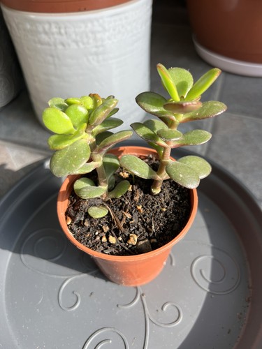 Crassula ovata minima - ovata, “minima”