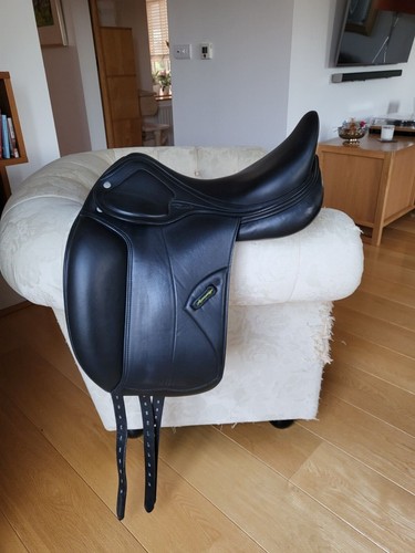 Amerigo pasubio dressage - amerigo,