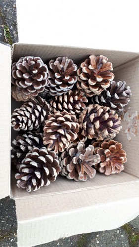 Pine fir cones - pine, pinecone