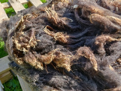 First shear black shetland - black,