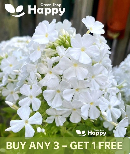 Drummond phlox alba 300 - alba,