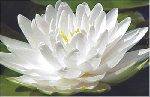 Gonnere snowball water lily - -,