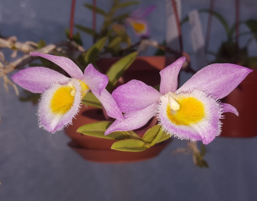 Dendrobium loddigesii species - dendrobium,