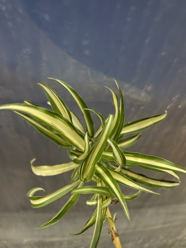 Spider cuttings - spider,