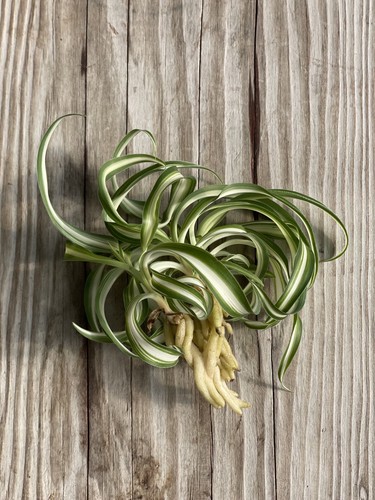 Spider cuttings - spider,
