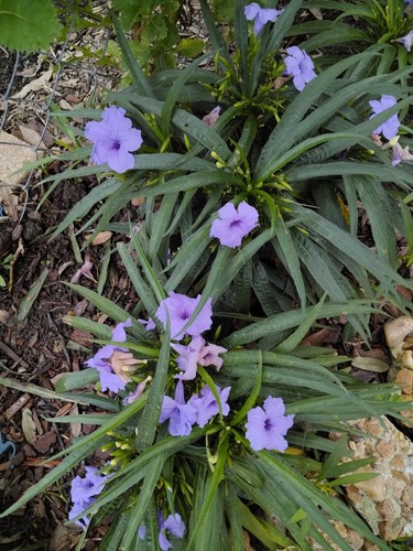 Dwarf purple mexican - 25-dwarf,