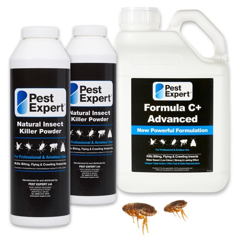 Pest expert flea - flea, killer