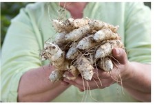 Jerusalem Artichokes ORGANIC x