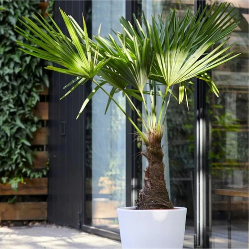Trachycarpus fortunei large - trachycarpus,