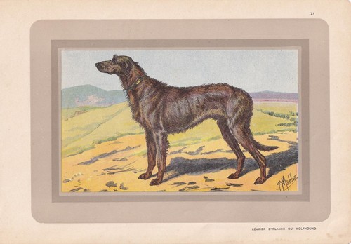 1931 irish wolfhound print - wolfhound,
