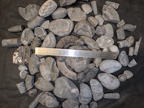 Jurassic marine fossil - marine,