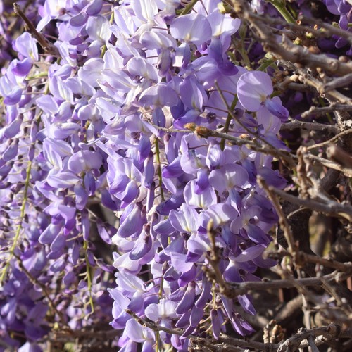 Wisteria sinensis hardy - wisteria,