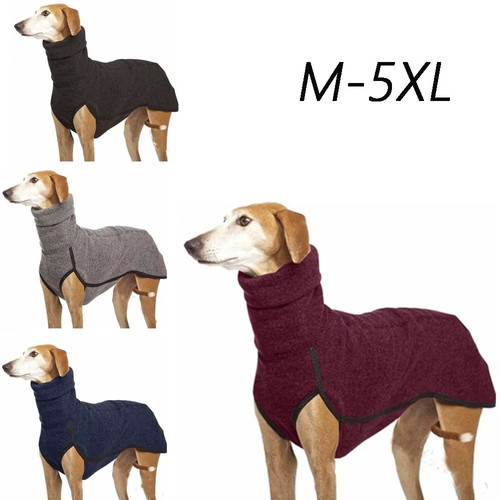 Pet dog winter - winter, high