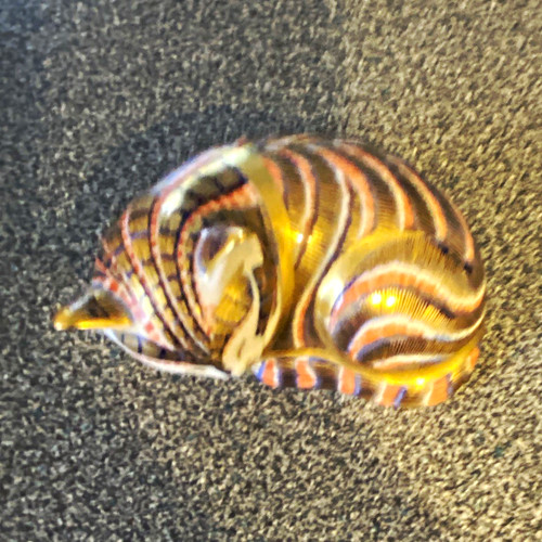 Royal crown derby sleeping - derby,