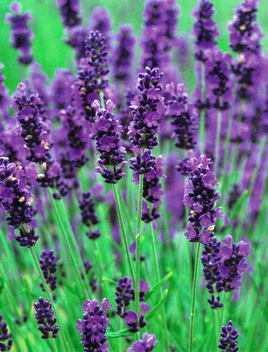 Lavender perennial plants - perennial,