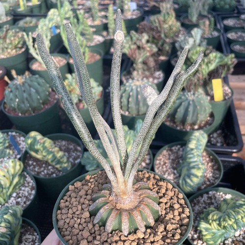 Rare cactus astrophytum - cactus,