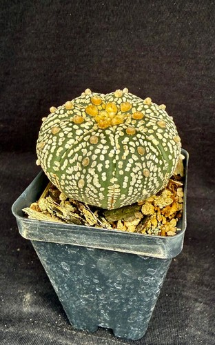 Astrophytum asterias super - astrophytum,