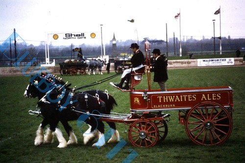 Thwaites brewery horse drawn - horse,