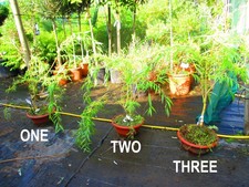 3ft inc. pot Golden Weeping Willow Bonsai Tree - Salix Chrysocoma