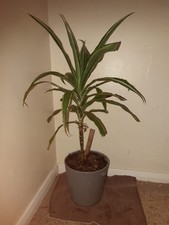 Yucca plant 80cm high - plant,