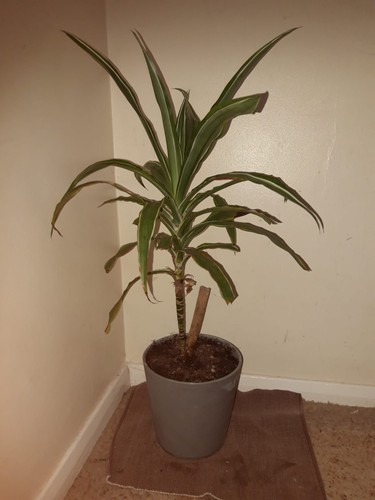 Yucca plant 80cm - 80cm, high