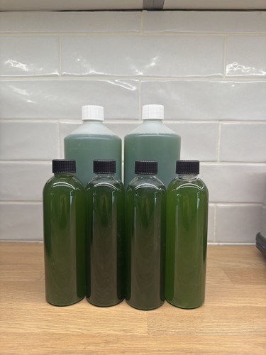 Live marine phytoplankton - marine,