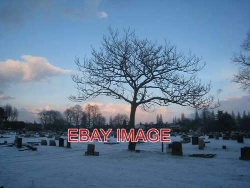 Photo foxglove tree winter - tree,