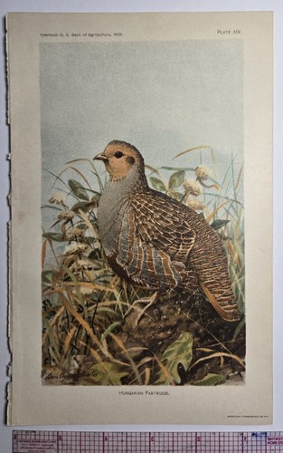 Hungarian partridge 1909 - hungarian,