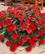 25 Busy Lizzie Red Seeds