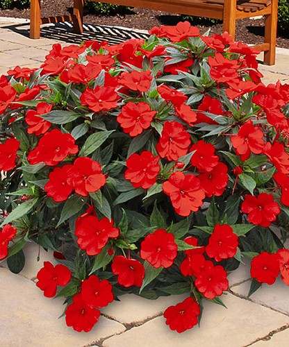 Busy lizzie red seeds - 25,