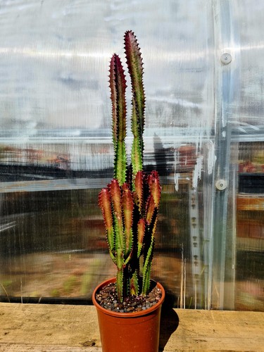 Euphorbia trigona rubra red - trigona,