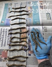 Frozen Black Lugworm 10 Packs