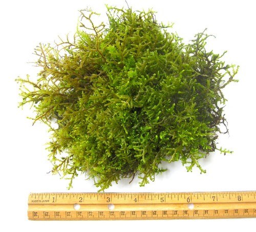 Large living porella - living, moss