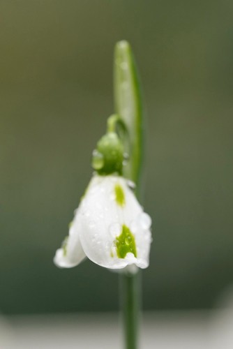 Galanthus trimmer snowdrop - galanthus,