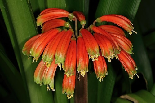 Clivia gardenll tender shade - clivia, gardenll.