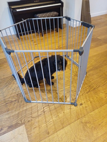 Baby pet modular - baby,